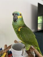 Blue-fronted Amazon Birds for sale in Wesley Chapel, FL, USA. price: NA