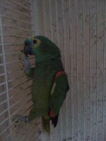 Blue-fronted Amazon Birds for sale in Houston, TX, USA. price: NA