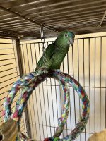 Blue-fronted Amazon Birds for sale in East Aurora, NY 14052, USA. price: NA