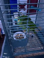 Blue-fronted Amazon Birds for sale in Greenville, NC 27834, USA. price: NA