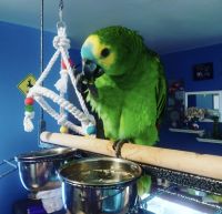 Blue-fronted Amazon Birds for sale in Highland Charter Twp, MI, USA. price: NA