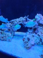 Blue Green Chromis Fishes for sale in Wilmette, IL 60091, USA. price: NA