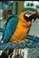 Blue-headed Parrot Birds Photos