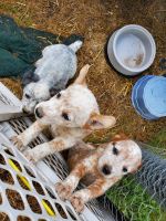 Blue Healer Puppies for sale in Marion, IN, USA. price: NA