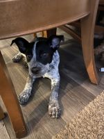 Blue Healer Puppies for sale in Meadow Rd, Dallas, TX, USA. price: NA