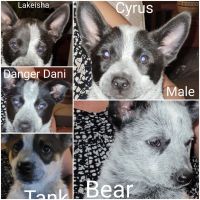 Blue Healer Puppies for sale in Greeley, CO, USA. price: NA