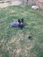 Blue Healer Puppies for sale in Roswell, NM, USA. price: NA