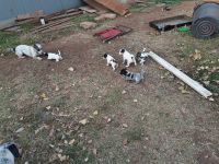 Blue Healer Puppies for sale in SW 15th St, Oklahoma, USA. price: NA
