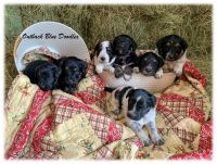 Blue Healer Puppies for sale in Foster, OK, USA. price: NA