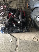Blue Healer Puppies for sale in St Paul, MN, USA. price: NA