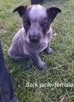 Blue Healer Puppies for sale in Norwalk, WI 54648, USA. price: NA