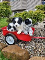 Blue Healer Puppies for sale in Fort Wayne, IN, USA. price: NA