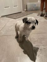 Blue Healer Puppies for sale in North Las Vegas, NV 89031, USA. price: NA