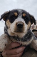 Blue Healer Puppies for sale in Fosston, MN 56542, USA. price: NA