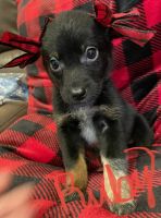 Blue Healer Puppies for sale in Claremore, OK, USA. price: NA