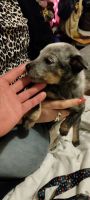 Blue Healer Puppies for sale in Beebe, AR 72012, USA. price: NA