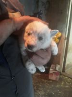 Blue Healer Puppies for sale in Clearwater, MN, USA. price: NA