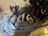 Blue Healer Puppies for sale in Lockesburg, AR 71846, USA. price: NA