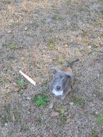 Blue Healer Puppies for sale in Loris, SC 29569, USA. price: NA