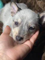 Blue Healer Puppies for sale in Moreno Valley, CA, USA. price: NA