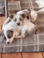 Blue Healer Puppies for sale in Hurricane, UT 84737, USA. price: NA