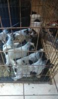 Blue Healer Puppies for sale in Hardeman County, TN, USA. price: NA