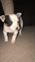 Blue Healer Puppies for sale in Estancia, NM 87016, USA. price: NA