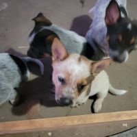Blue Healer Puppies for sale in Corpus Christi, TX, USA. price: NA