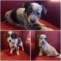 Blue Healer Puppies for sale in Kennedy, MN 56733, USA. price: NA