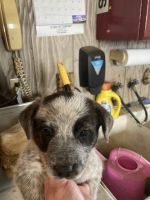 Blue Healer Puppies for sale in New Salem, PA 15468, USA. price: NA
