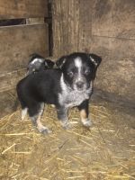 Blue Healer Puppies for sale in Fredericktown, OH 43019, USA. price: NA