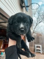 Blue Healer Puppies for sale in Norman, OK, USA. price: NA
