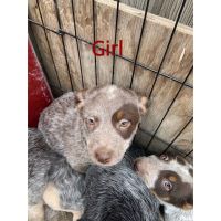 Blue Healer Puppies for sale in Christmas Valley, OR, USA. price: NA