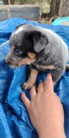 Blue Healer Puppies for sale in Marble Falls, TX 78654, USA. price: NA
