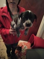 Blue Healer Puppies for sale in Dearborn Heights, MI, USA. price: NA