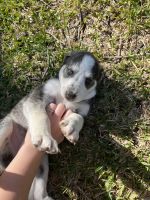 Blue Healer Puppies for sale in Euless, TX, USA. price: NA