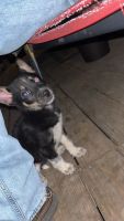 Blue Healer Puppies for sale in 3830 Old Denton Rd, Carrollton, TX 75007, USA. price: NA