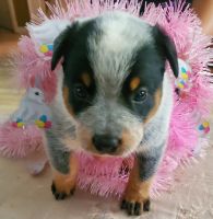 Blue Healer Puppies for sale in Central Florida, FL, USA. price: NA