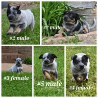 Blue Healer Puppies for sale in Toney, AL 35773, USA. price: NA