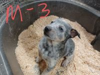 Blue Healer Puppies for sale in Athol, ID 83801, USA. price: NA