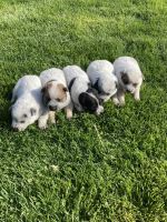 Blue Healer Puppies for sale in Effingham, IL 62401, USA. price: NA