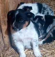 Blue Healer Puppies for sale in Clearwater, MN, USA. price: NA