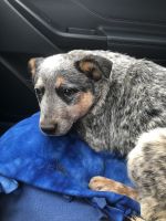 Blue Healer Puppies for sale in Richmond, MN 56368, USA. price: NA