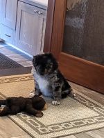 Blue Healer Puppies for sale in Spencerville, IN 46788, USA. price: NA