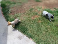 Blue Healer Puppies for sale in Carson, CA, USA. price: NA