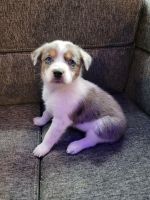 Blue Healer Puppies for sale in Fort Worth, TX, USA. price: NA