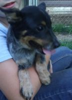 Blue Healer Puppies for sale in Robbins, NC, USA. price: NA
