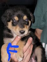 Blue Healer Puppies for sale in Harrisonburg, VA 22802, USA. price: NA