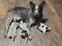 Blue Healer Puppies for sale in Cleveland, TX 77328, USA. price: NA