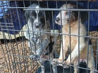 Blue Healer Puppies for sale in 2211 SW 49th St, Oklahoma City, OK 73119, USA. price: NA